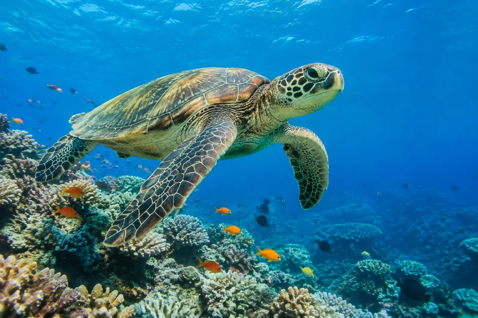 Original photo: sea turtle swimming over a coral reef