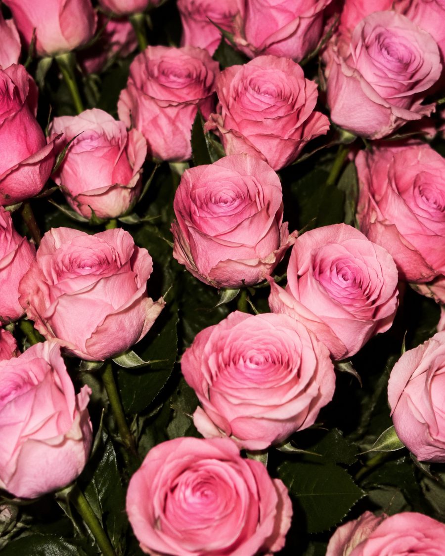 Pink roses — shot 14