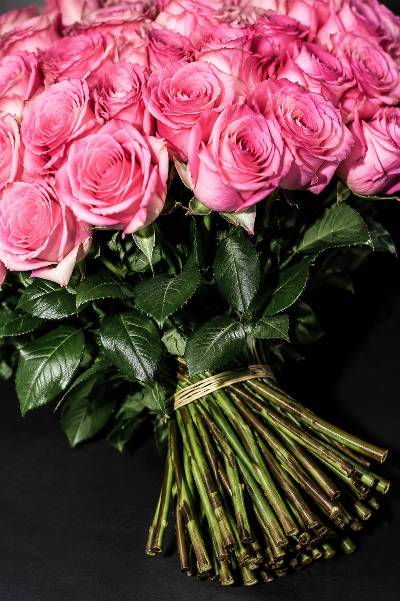 Pink roses — shot 17