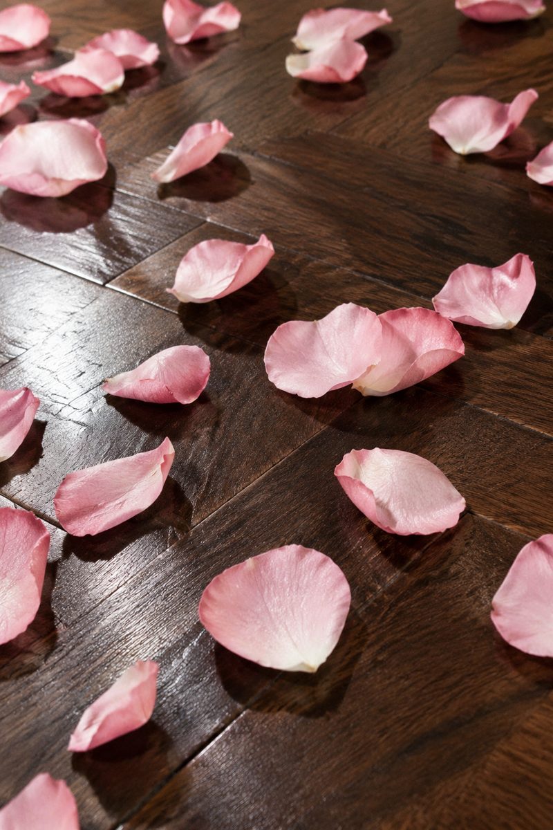 Pink roses — shot 18